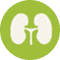 kidney